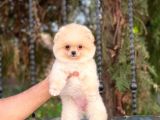 Orijinal Pomeranian