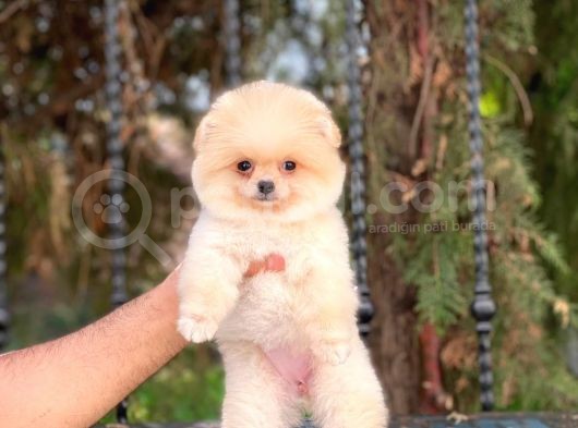 Orijinal Pomeranian görsel