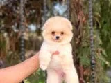 Orijinal Pomeranian