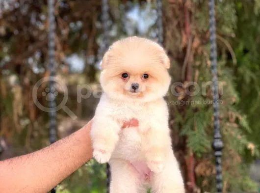 Orijinal Pomeranian