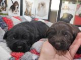 Safkan Labrador Retri̇ever Irk Garanti̇li̇