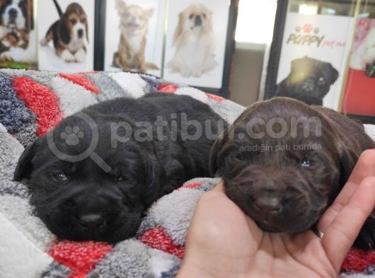 Safkan Labrador Retri̇ever Irk Garanti̇li̇ görsel