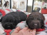Safkan Labrador Retri̇ever Irk Garanti̇li̇