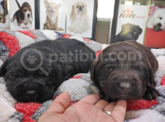 Safkan Labrador Retri̇ever Irk Garanti̇li̇ görsel
