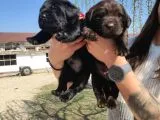 Safkan Labrador Retri̇ever Irk Garanti̇li̇