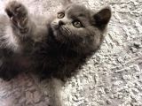 Bri̇ti̇sh Shorthair Kedim Güvenilir Aileye Verilecek