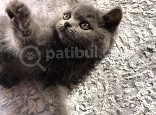 Bri̇ti̇sh Shorthair Kedim Güvenilir Aileye Verilecek görsel