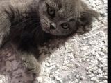 Bri̇ti̇sh Shorthair Kedim Güvenilir Aileye Verilecek