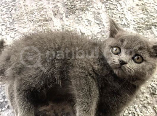 Bri̇ti̇sh Shorthair Kedim Güvenilir Aileye Verilecek görsel