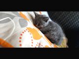 Bri̇ti̇sh Shorthair Kedim Güvenilir Aileye Verilecek