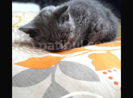 Bri̇ti̇sh Shorthair Kedim Güvenilir Aileye Verilecek görsel