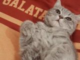 Bursa Yıldırım British Shorthair Kedi
