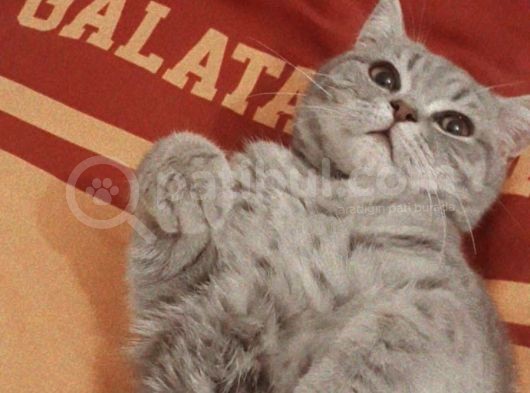 Bursa Yıldırım British Shorthair Kedi görsel