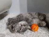 Bursa Yıldırım British Shorthair Kedi