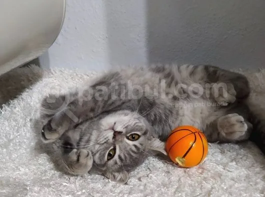 Bursa Yıldırım British Shorthair Kedi