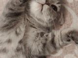 Bursa Yıldırım British Shorthair Kedi