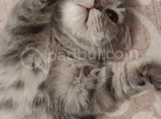 Bursa Yıldırım British Shorthair Kedi görsel