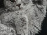 Bursa Yıldırım British Shorthair Kedi