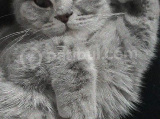 Bursa Yıldırım British Shorthair Kedi görsel