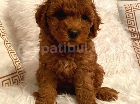 Maşallah Demeden Bakmayın Toy Poodle
