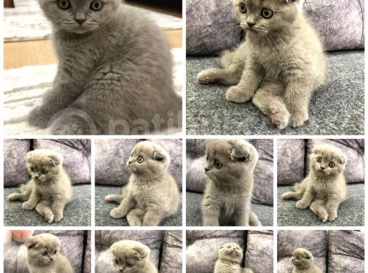 Dişi Tam Bir Şapşik Olan Yavrumuz Yeni Sahibini Arıyor görsel
