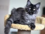 Xl Maine Coon Secereli Black Smoke Dişi