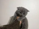 Bebeğimiz Anne Altından Olup Irkına Sadık Tek Yavrularımızdır