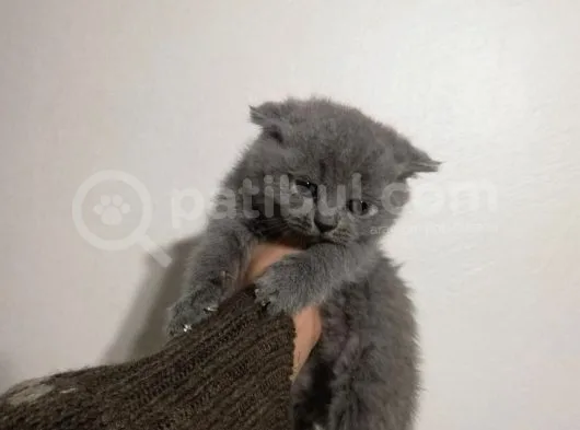 Bebeğimiz Anne Altından Olup Irkına Sadık Tek Yavrularımızdır
