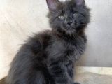 Xl Maine Coon Blue Dişi