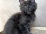 Xl Maine Coon Blue Dişi
