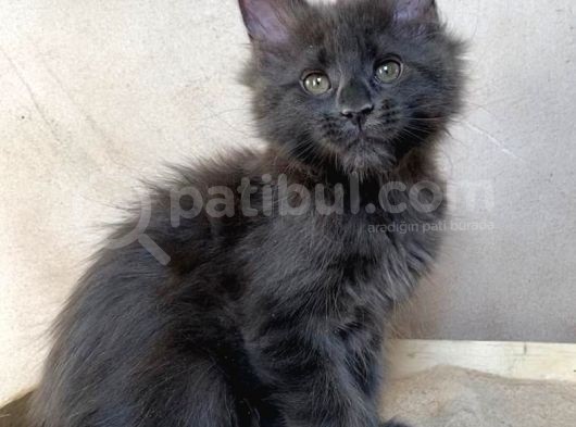 Xl Maine Coon Blue Dişi görsel