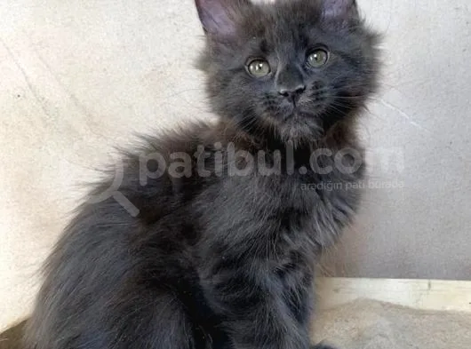 Xl Maine Coon Blue Dişi