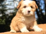 2 Aylık Erkek Malti̇poo