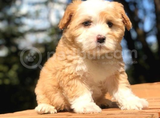 2 Aylık Erkek Malti̇poo görsel