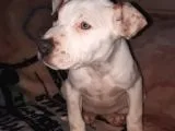İş Sebebiyle 3 Aylık Pitbullumu Sahiplendireceğim