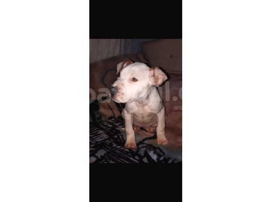 İş Sebebiyle 3 Aylık Pitbullumu Sahiplendireceğim görsel