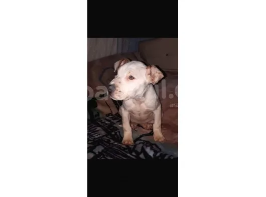 İş Sebebiyle 3 Aylık Pitbullumu Sahiplendireceğim