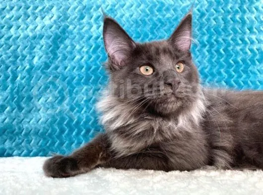 Xl Maine Coon Blue Smoke Dişi