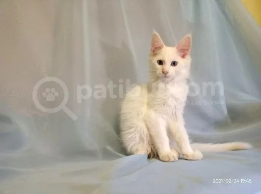 Xl Maine Coon White Blue Eyed & Odd Eyed