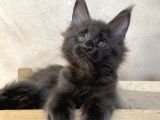 Xl Maine Coon Blue Dişi