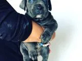 Cane Corso Yavruları
