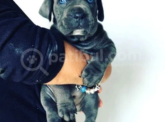 Cane Corso Yavruları