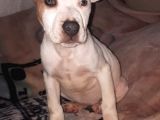 İş Sebebiyle 3 Aylık Pitbullumu Sahiplendireceğim