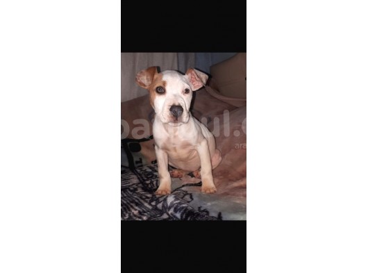 İş Sebebiyle 3 Aylık Pitbullumu Sahiplendireceğim görsel