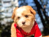 2 Aylık Erkek Malti̇poo