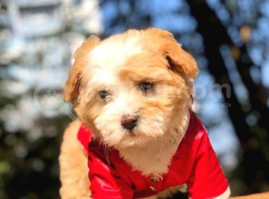 2 Aylık Erkek Malti̇poo görsel