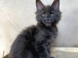 Xl Maine Coon Blue Dişi