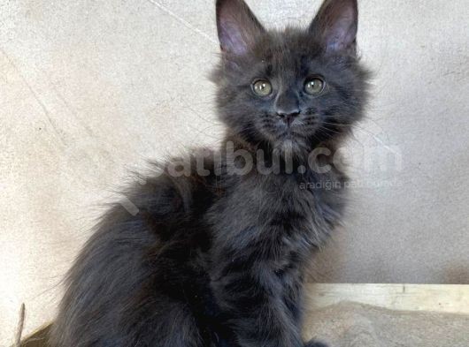 Xl Maine Coon Blue Dişi görsel
