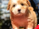 2 Aylık Erkek Malti̇poo