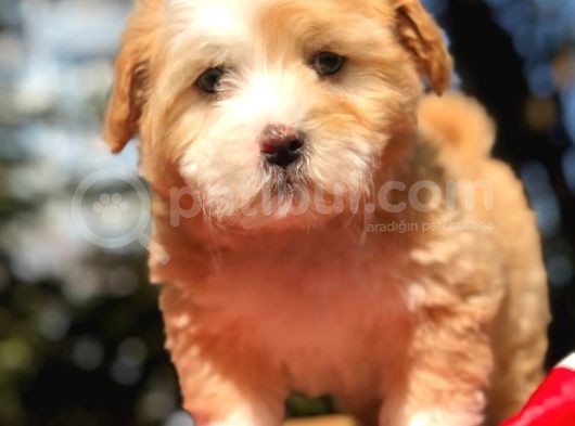2 Aylık Erkek Malti̇poo görsel